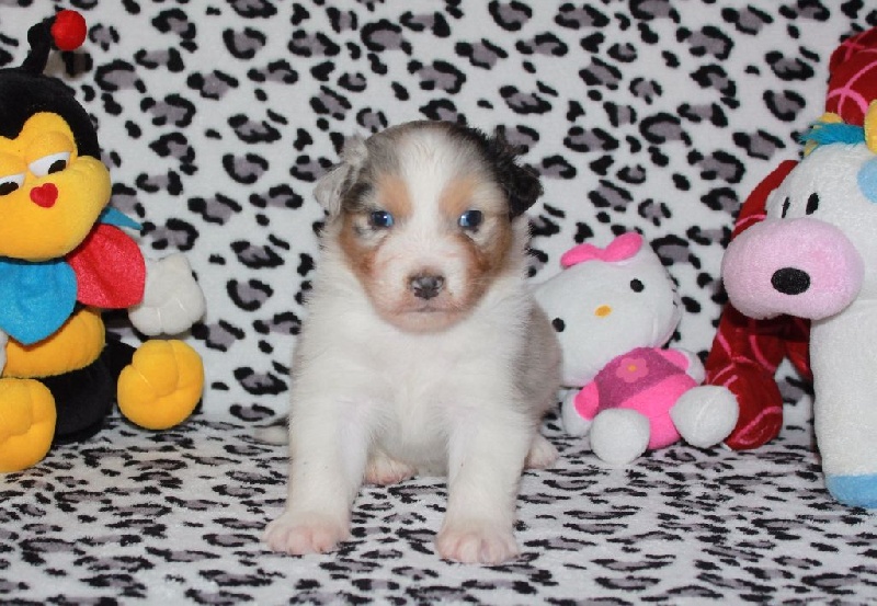 Du Domaine De La Croix Celte - Berger Australien - Portée née le 06/01/2016